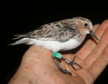 Red-necked Stint being released at Manly © 2014 Jon Coleman