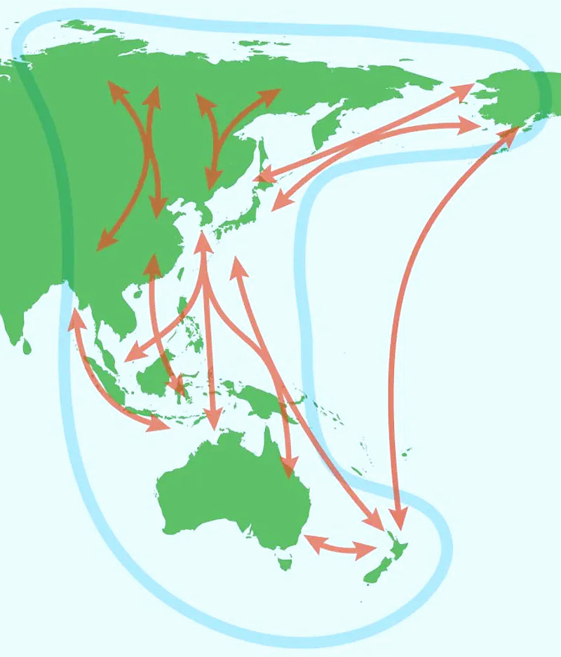 Redland shorebird migration map